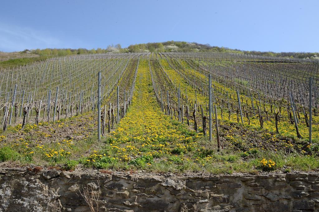 브리에델 Weingut Rosenbaum 아파트 외부 사진